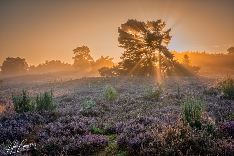 The Netherlands