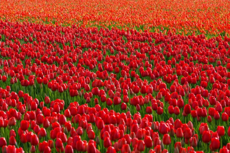 The Netherlands