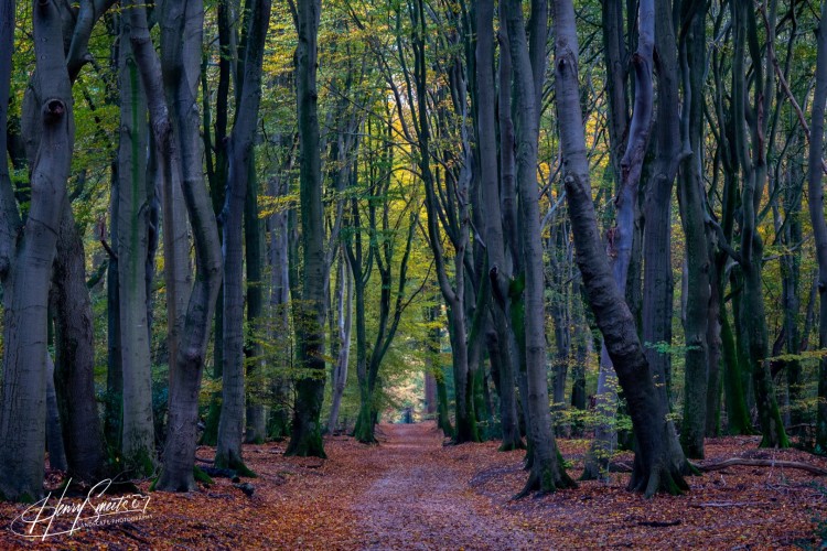 Woods & Trees 1