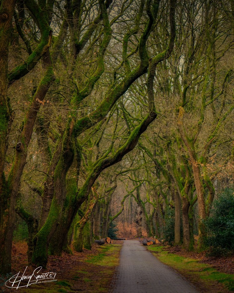 Woods & Trees 2