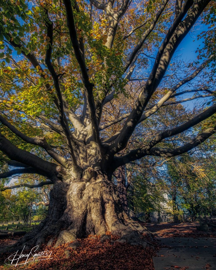Woods & Trees 2