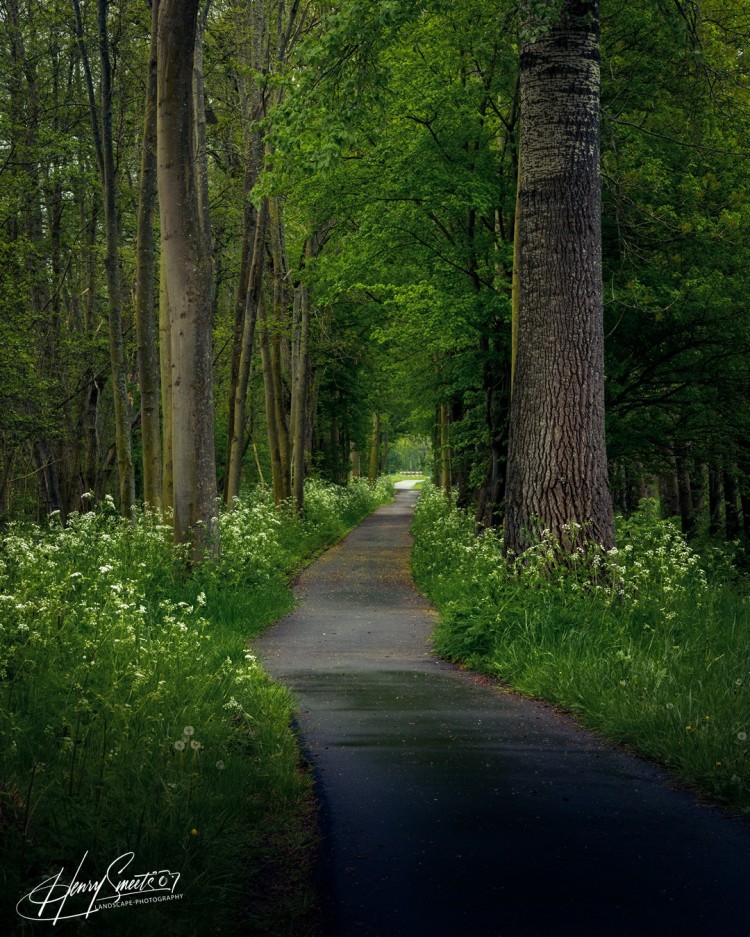 Woods & Trees 2