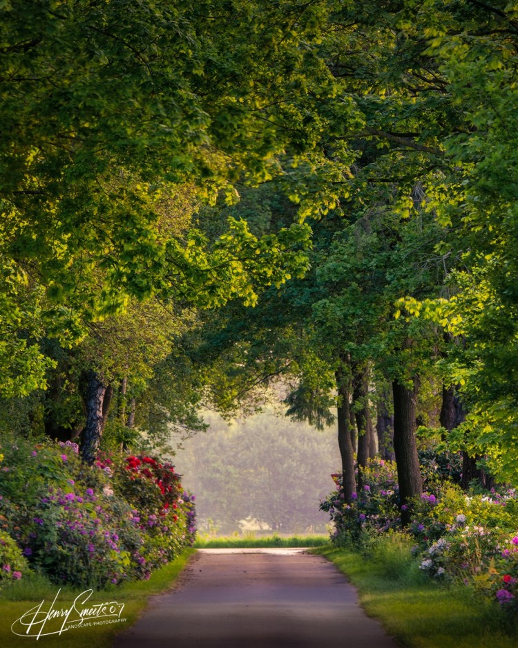 Woods & Trees 2