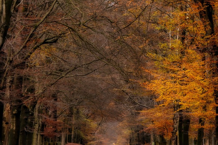 Woods & Trees 2